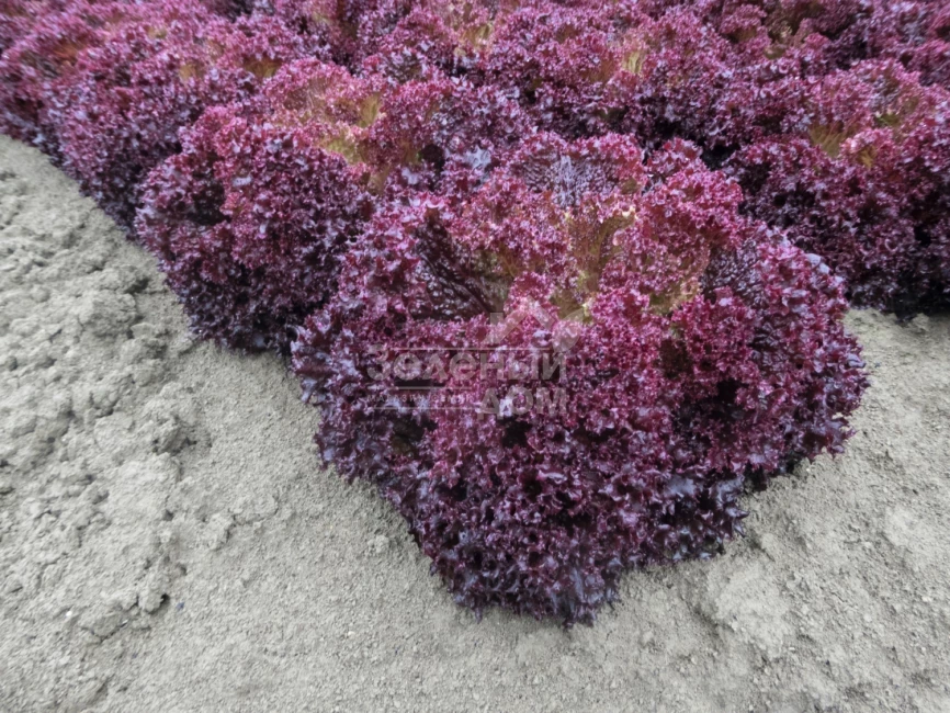 Солос / Solos,40-45 дней фото 3