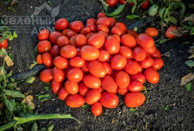 1301 F1 / 1301 F1 фото 1