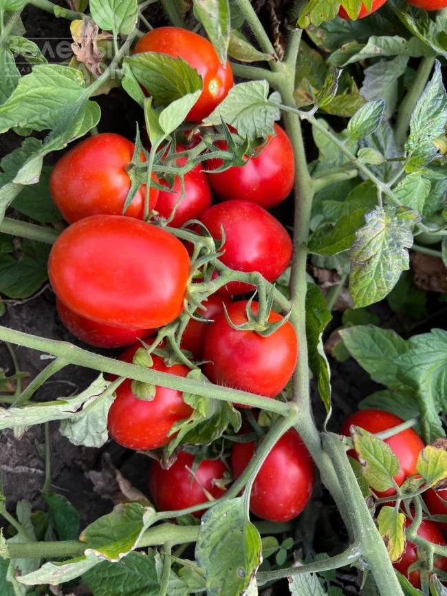 НМ 5900 F1, 115-120 дней фото 3