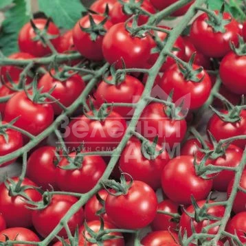 Биби F1 / Bibi F1,105-115 дней фото 1