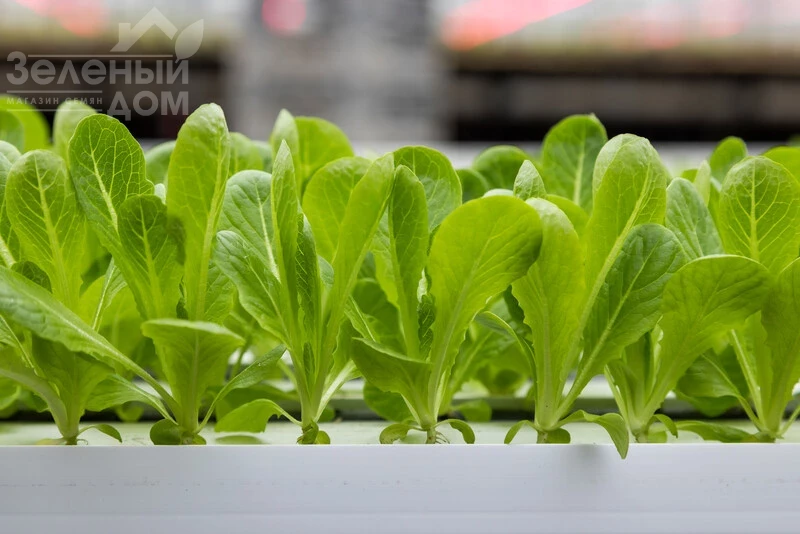 Рабелло / Rabello фото 2