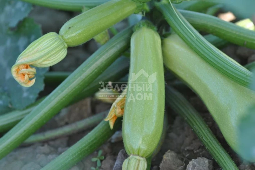 Лавина F1 / Lavina F1 фото 1