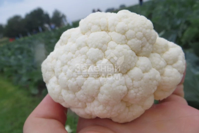 Ардент F1 / Ardent F1,80-85 дней фото 4