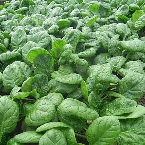 Грета F1 / Greta F1, 55 дней фото 1