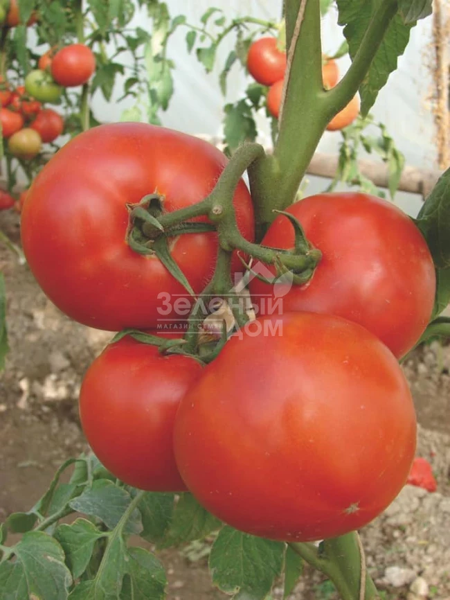 Берберана F1 / Berberana F1,90-100 дней фото 4