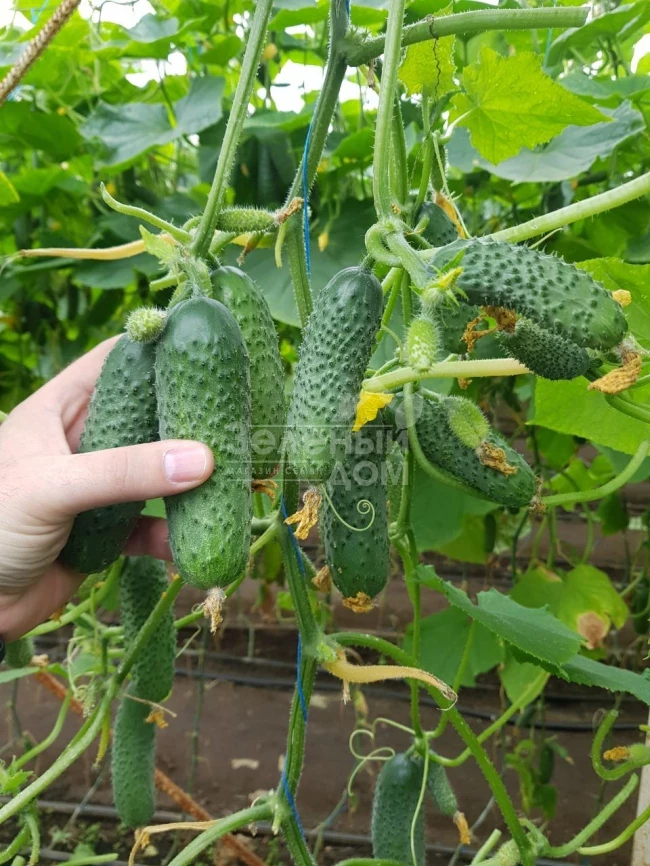 Мадрилен F1 / Madrilene F1, 40–42 дня фото 3