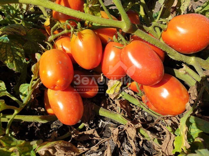 2053 F1 / 2053 F1, 115 дней фото 4