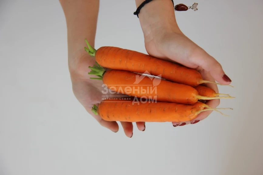 Руфина F1 / Rufina F1 фото 1