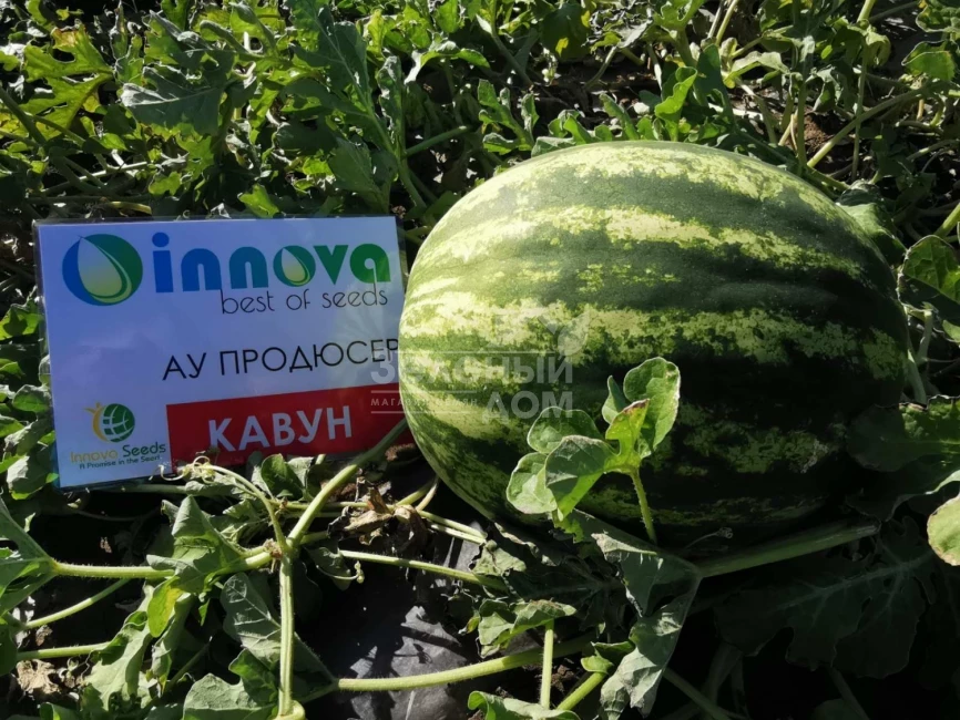 АУ Продюсер / AU Producer,75 дней фото 3