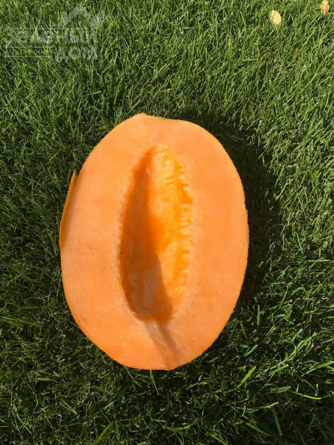 Мілан F1 / Milan F1,67-70 днів фото 3