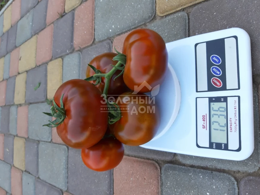 Керук F1 / Keruk F1, 70 дней фото 5