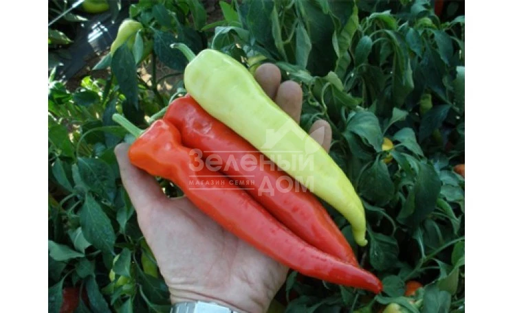 Семарог / Semaroh,60-70 дней фото 1