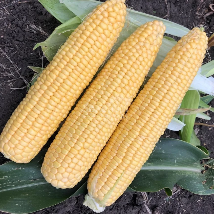 Добрыня F1 / Dobrynja F1,70 дней фото 5