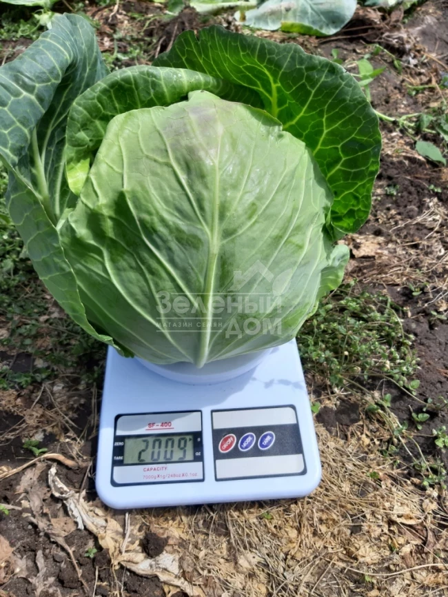 Ксена F1 / Ksena F1, 65-70 дней фото 4