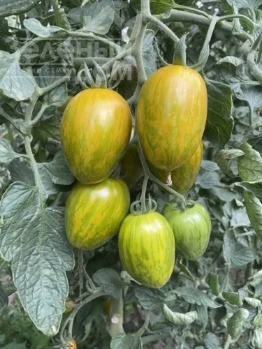 Корвалис F1 / Korvalis F1, 95 дней фото 3