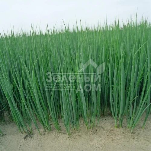 Пиканте / Pikante фото 1