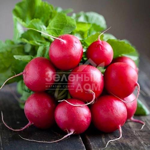 Диего F1 / Diego F1,22-23 дня фото 2