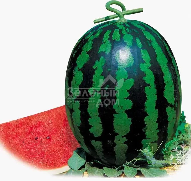 Май Хани F1 / My Hohey F1 фото 1