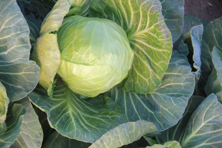 Соларіс F1 / Solaris F1, 55-60 днів фото 1