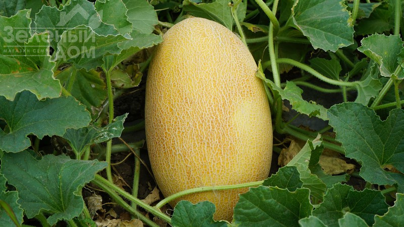 Мазін F1 / Mazin F1,60 днів фото 1