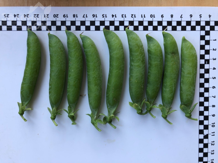 Кінгсайз / Kingsize, 50-55 днів фото 2