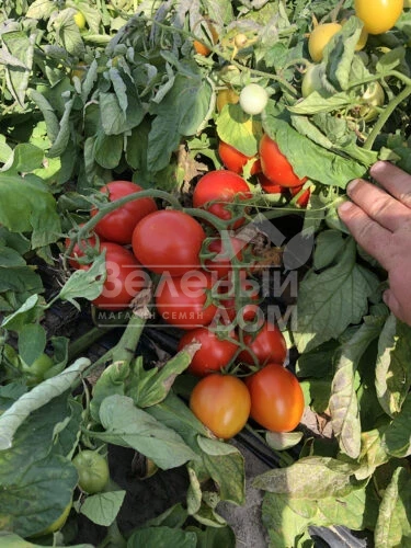 9969 F1 / 9969 F1, 105 дней фото 9