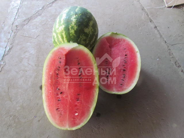 ЛС 1667 F1 / LS 1667 F1,62-65 дней фото 3