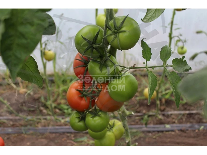 Партова F1 / Partova F1 фото 2