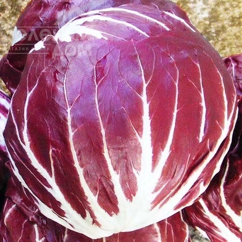 Палла Росса / Palla Rossa, 60-65 дней фото 1