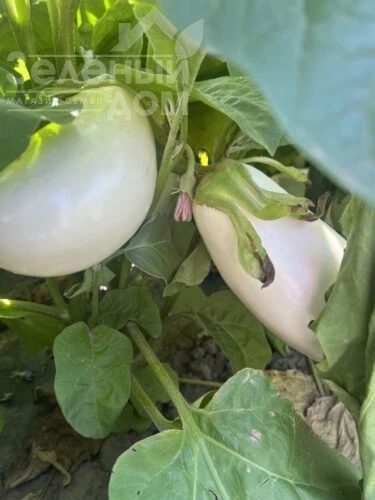 Миракл F1 / Miracle F1 фото 3