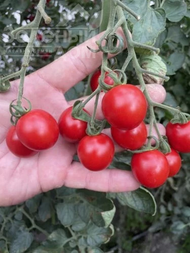 Денвер F1 / Denver F1, 95 дней фото 3