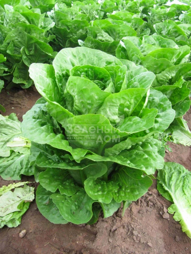 Мезкют / Mezquit фото 2