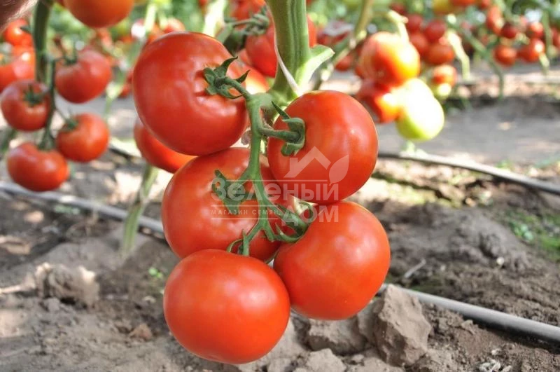 Махитос F1 / Mahitos F1,90-100 дней фото 1