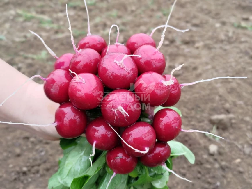 Пурпелла F1 / Purpella F1 фото 1