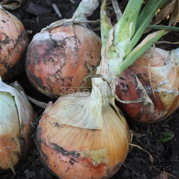 Феникс F1 / Phenix F1, 85-90 дней фото 2