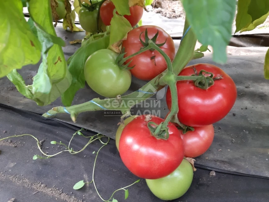 Розарий F1 / Rozariy F1 фото 1