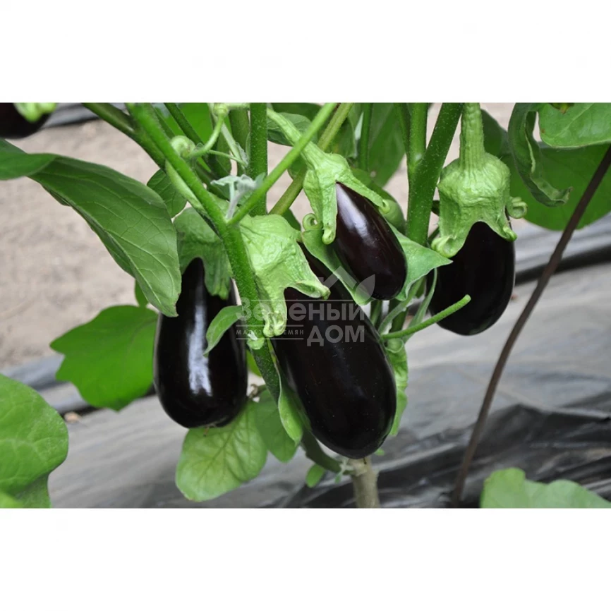 Вернал F1 / Vernal F1,90-100 дней фото 2