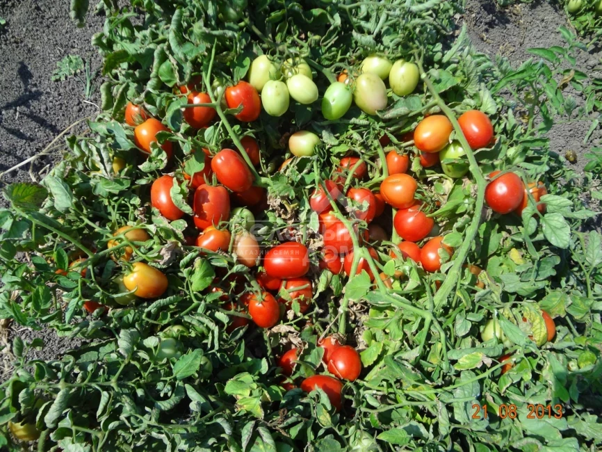 БТ 052 F1 / BT 052 F1,70-75 дней фото 1