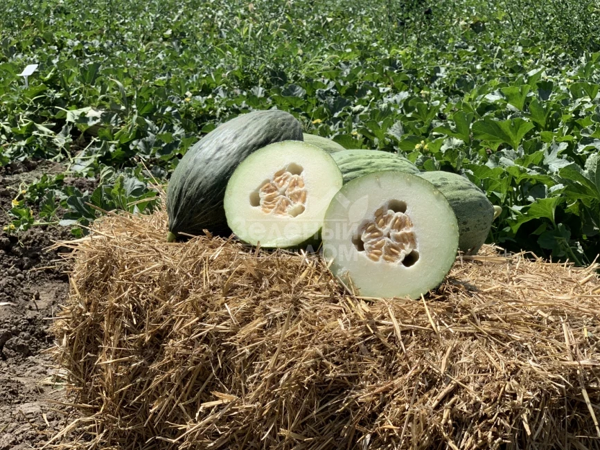 Ареналес F1 / Arenales F1,90-95 дней фото 1