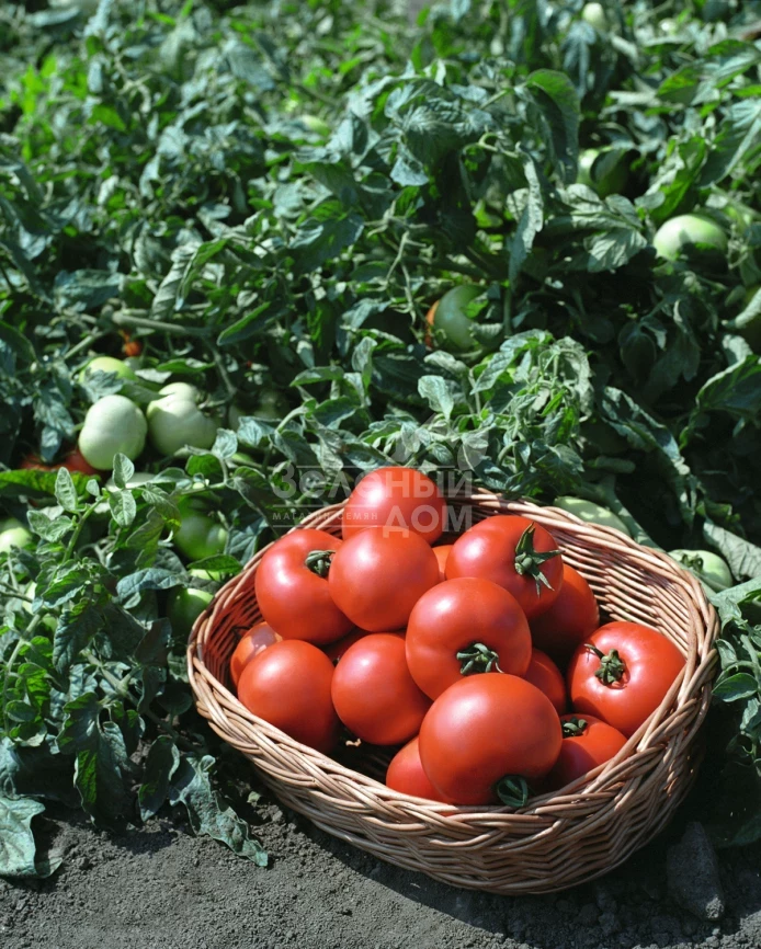 Полбиг F1 / Polbig F1,62-65 дней фото 1