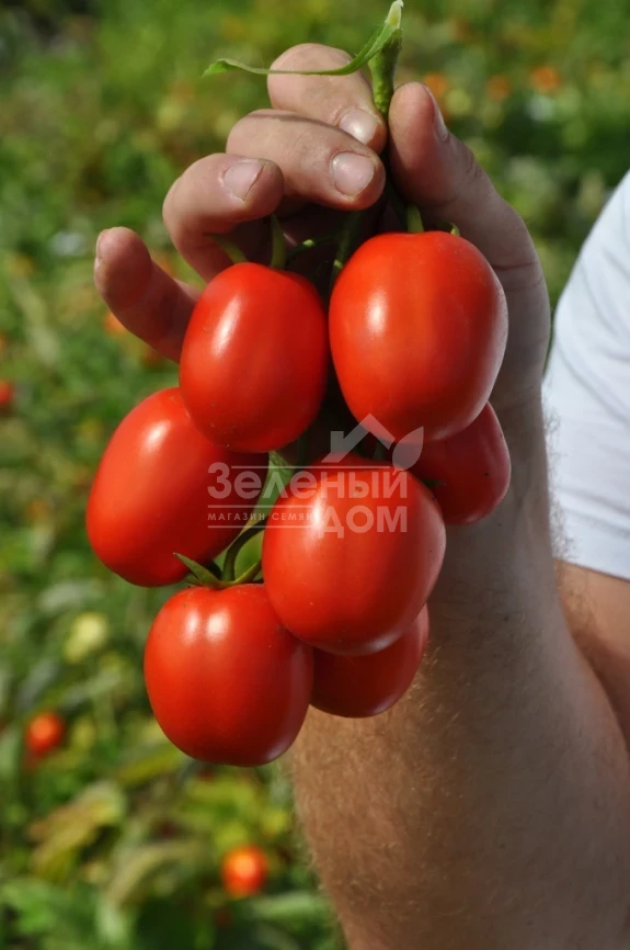 Мегрез (ЕЗ 1418) F1 / Megrez (EZ 1418) F1, 100-110 дней фото 1