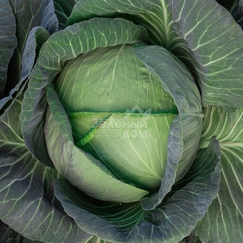 Кейко (INX 524) F1 / Keyko (INX 524) F1,80-85 дней фото 1