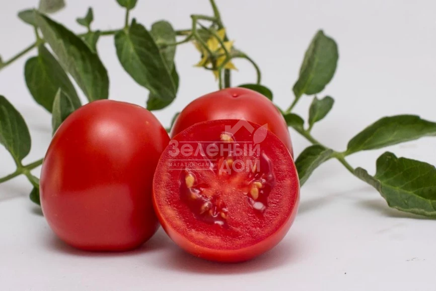 Чезена F1 / Chezena F1, 85-95 дней фото 5