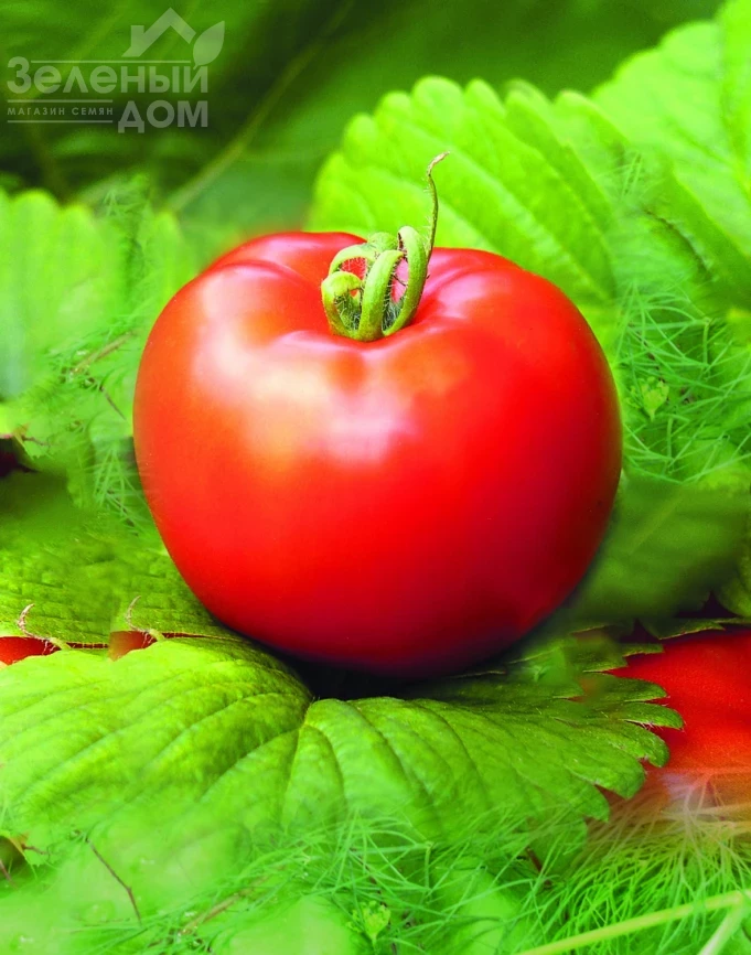 Загадка / Zagadka фото 1