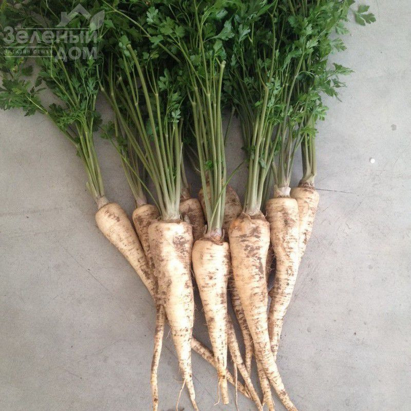 Атіка / Atika фото 1