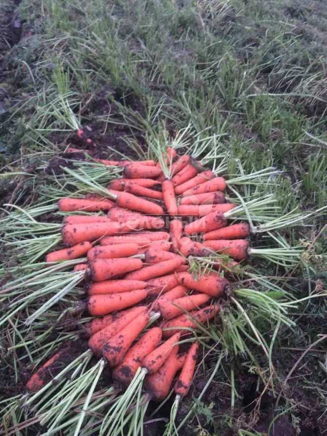 Абако F1 / Abaco F1,110 дней фото 3