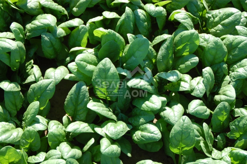 Акадия F1 / Acadia F1 фото 1