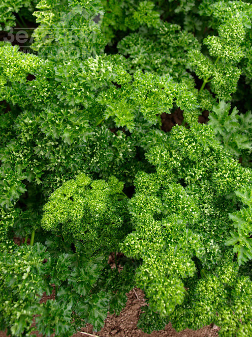 Орфео / Orfeo фото 1