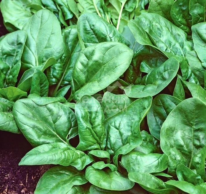 Матадор / Matador фото 1