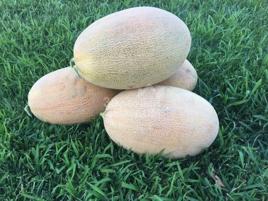 Лукстар F1 / Lookstar F1,65-70 дней фото 3